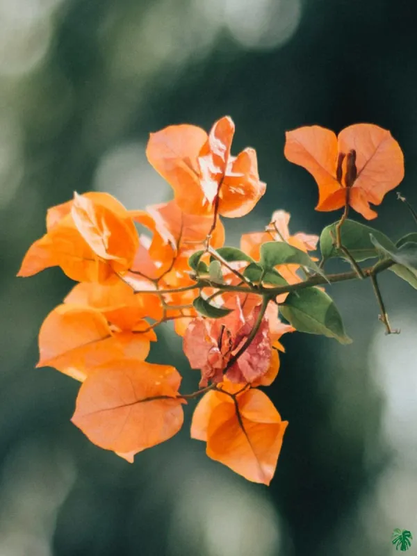 Elilenker_Star/Orange_King_Bougainvillea_Plant_For_Gardening