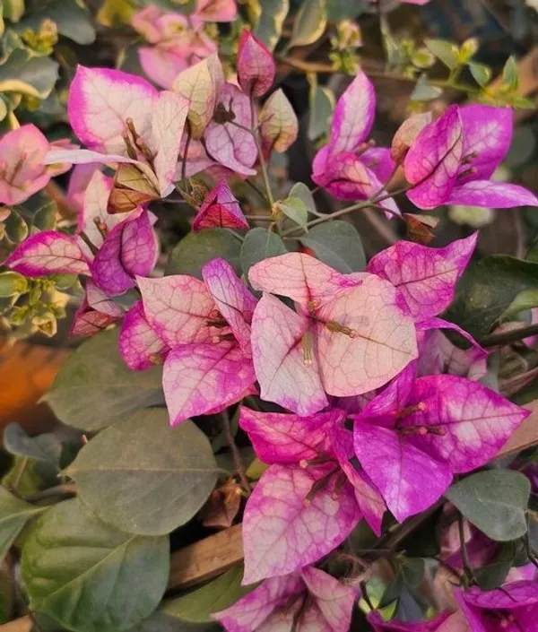 Red_Wajid_Ali_Bougainvillea_Plant_For_Gardening