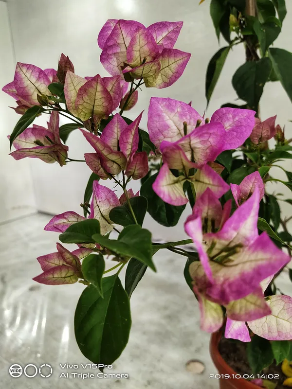 Red_Wajid_Ali_Bougainvillea_Plant_For_Gardening