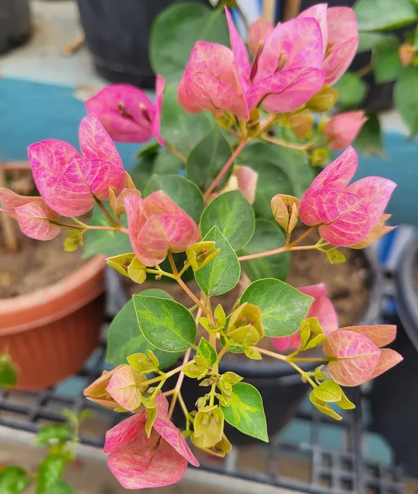 Lady_Bird_Bougainvillea_Plant_For_Gardening