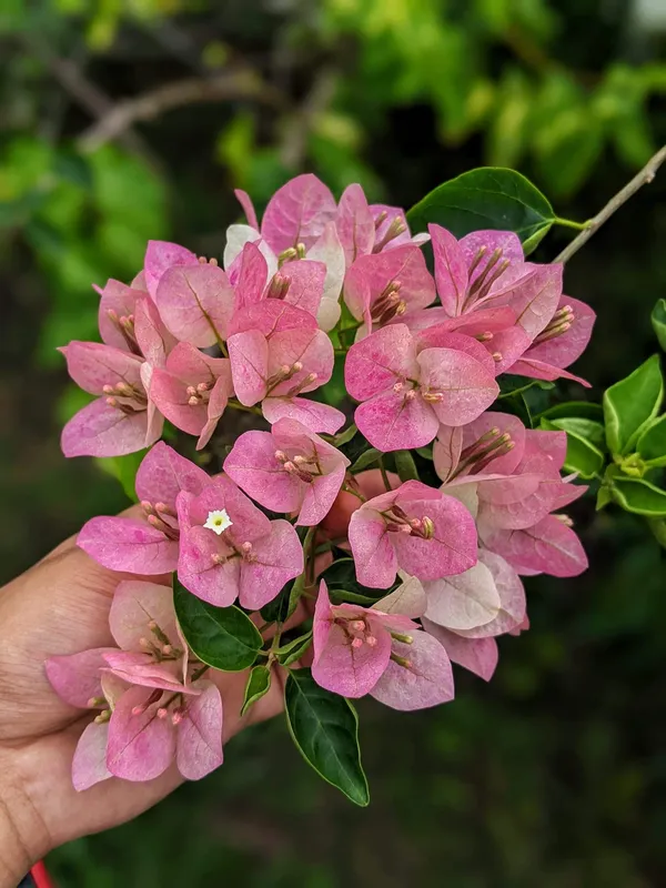 Lady_Bird_Bougainvillea_Plant_For_Gardening