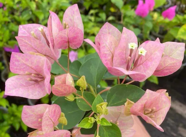 Lady_Bird_Bougainvillea_Plant_For_Gardening