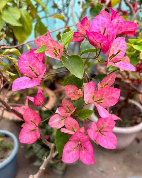 Lady_Bird_Bougainvillea_Plant_For_Gardening