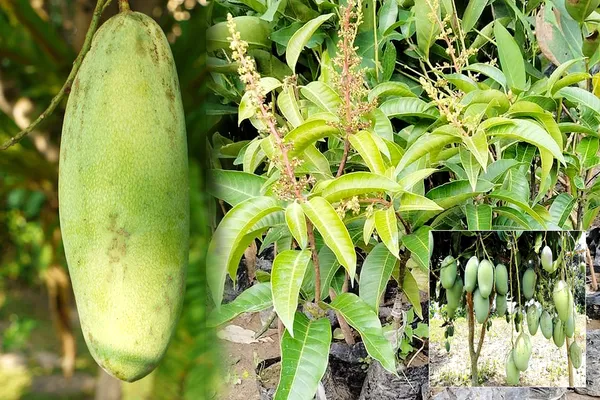 All_Time_Sweet_Katimon_Mango_Plant(Hybrid_And_Grafted)