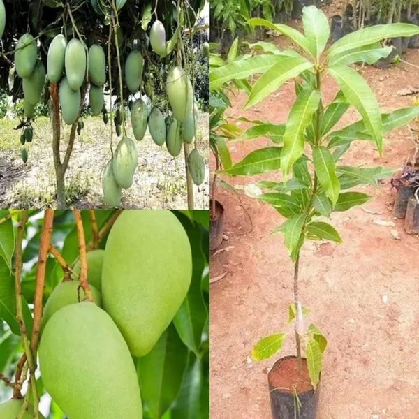 All_Time_Sweet_Katimon_Mango_Plant(Hybrid_And_Grafted)