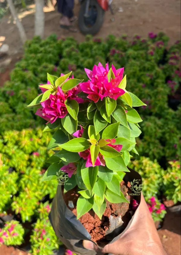 21_Jewel_Pink_Bougainvillea_Plant_For_Gardening