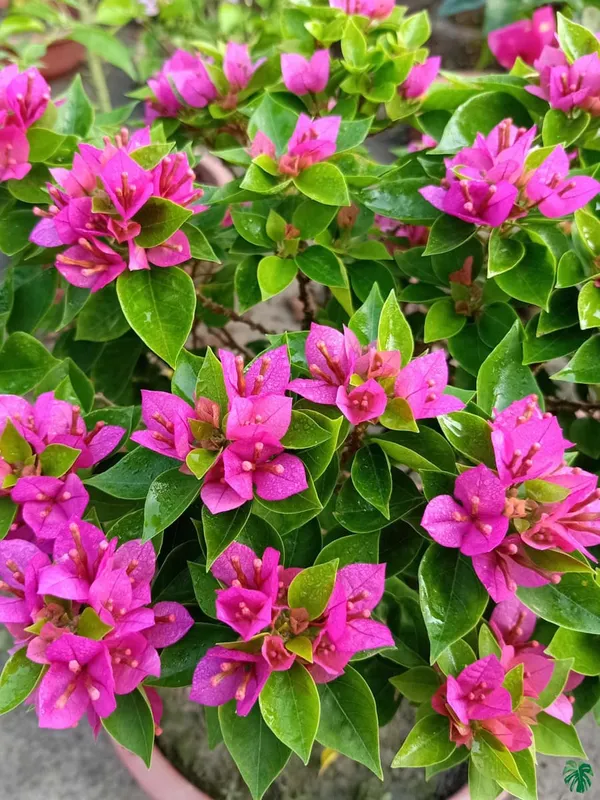 21_Jewel_Pink_Bougainvillea_Plant_For_Gardening