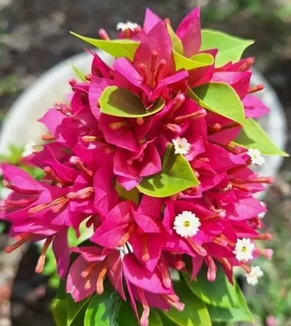 21_Jewel_Pink_Bougainvillea_Plant_For_Gardening