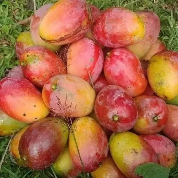 Gulab_Khas_Mango_Plant_(Hybrid_And_Grafted)