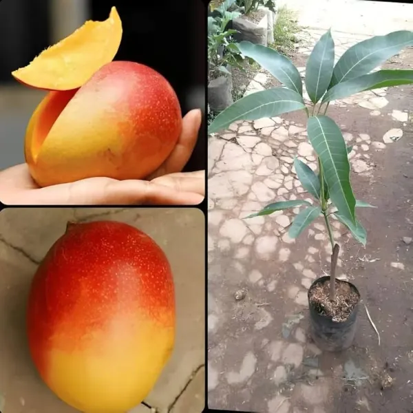 Gulab_Khas_Mango_Plant_(Hybrid_And_Grafted)