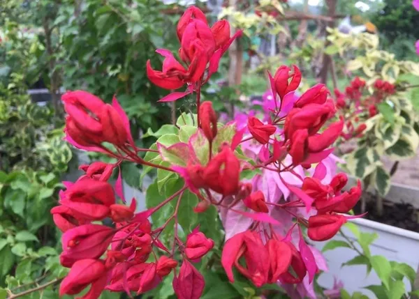 Sleeping_Beauty_Bougainvillea_Plant_For_Gardening