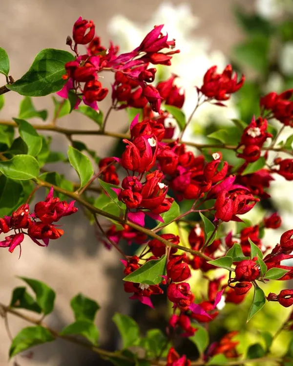 Sleeping_Beauty_Bougainvillea_Plant_For_Gardening