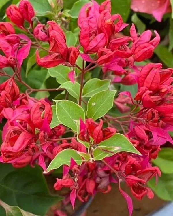 Sleeping_Beauty_Bougainvillea_Plant_For_Gardening