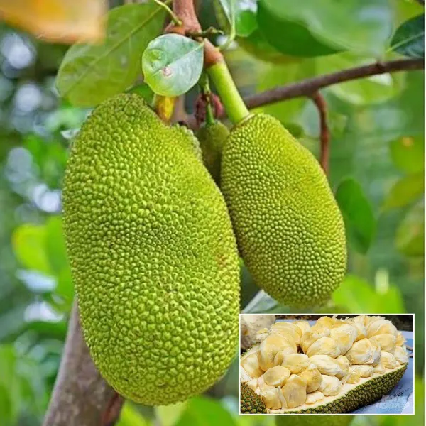 Baramasi_Jackfruit_Plant