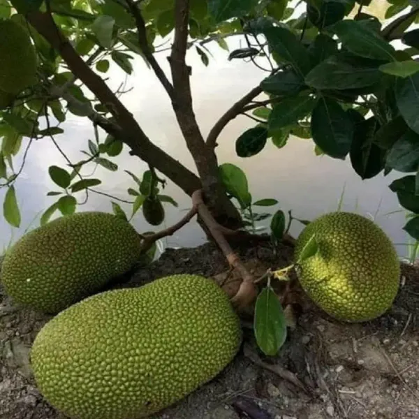 Baramasi_Jackfruit_Plant
