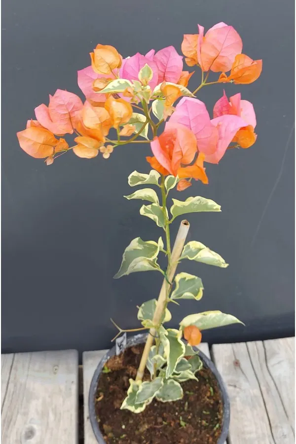 Dr_Bhaba_Bougainvillea_Plant_For_Gardening