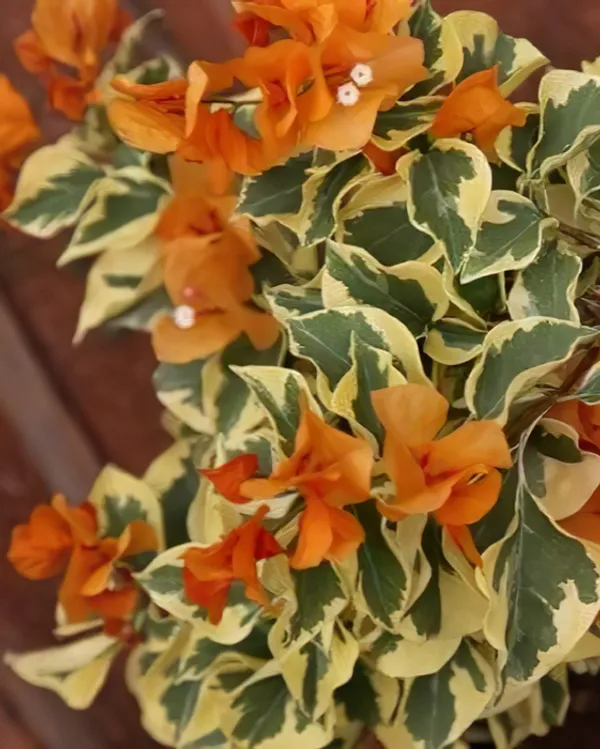 Dr_Bhaba_Bougainvillea_Plant_For_Gardening