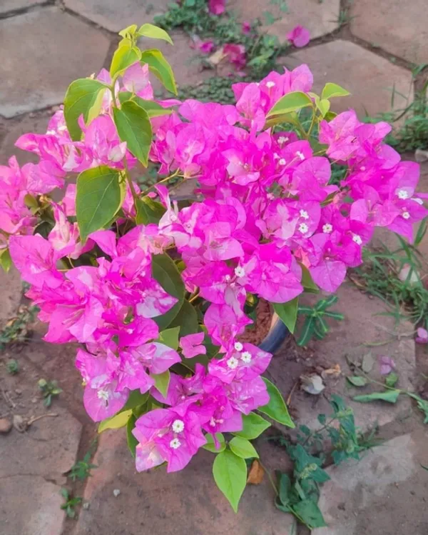 Miss_Holand_Spotted_Bougainvillea_Plant_For_Gardening