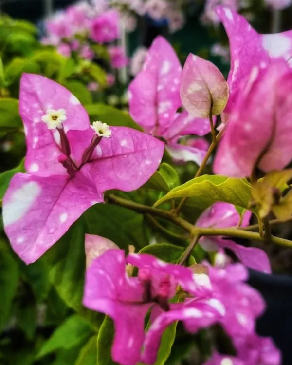 Miss_Holand_Spotted_Bougainvillea_Plant_For_Gardening