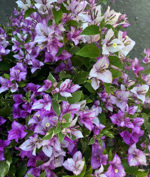 Eva_Tri_Colour_Bougainvillea_Plant_For_Gardening