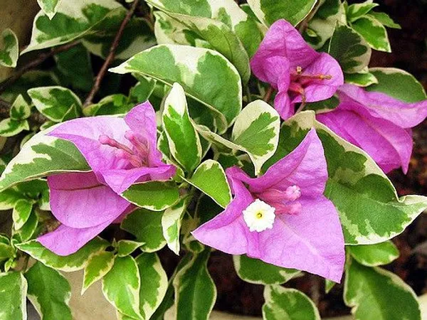 Eva_Tri_Colour_Bougainvillea_Plant_For_Gardening