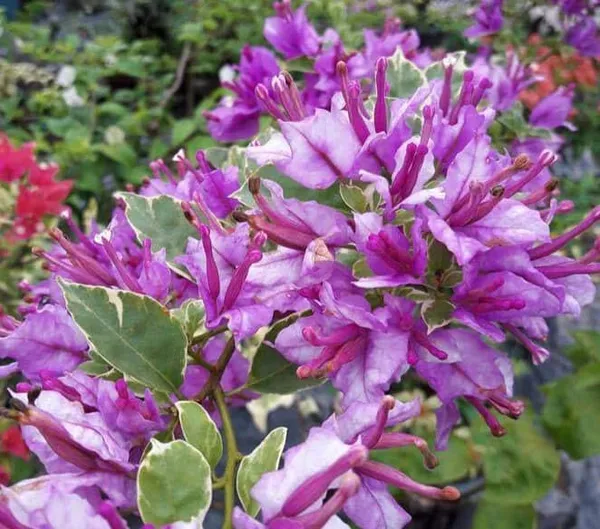 Eva_Tri_Colour_Bougainvillea_Plant_For_Gardening