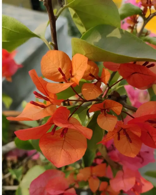 Miiss_Manila_Tango_Bougainvillea_Plant_For_Gardening
