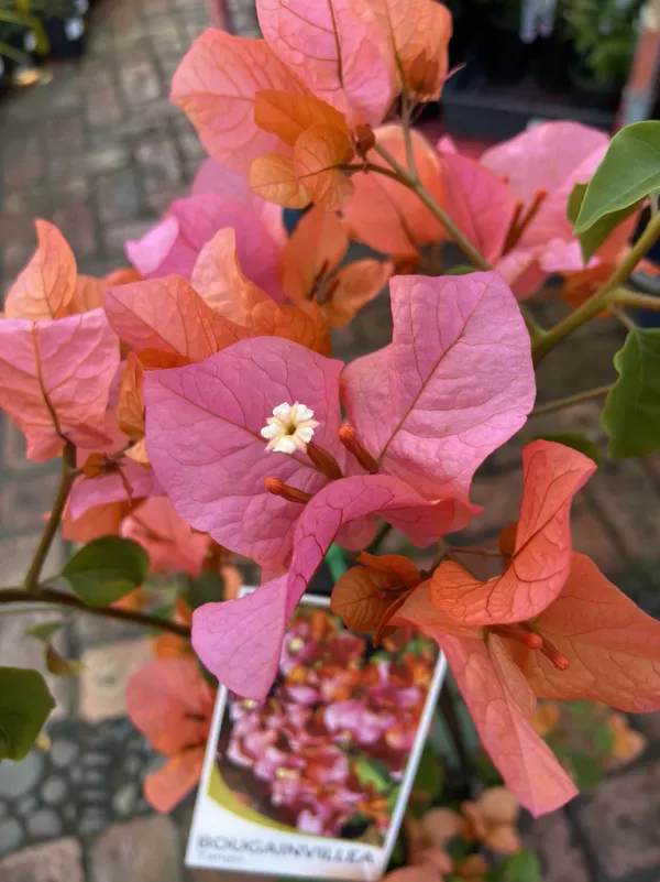 Miiss_Manila_Tango_Bougainvillea_Plant_For_Gardening