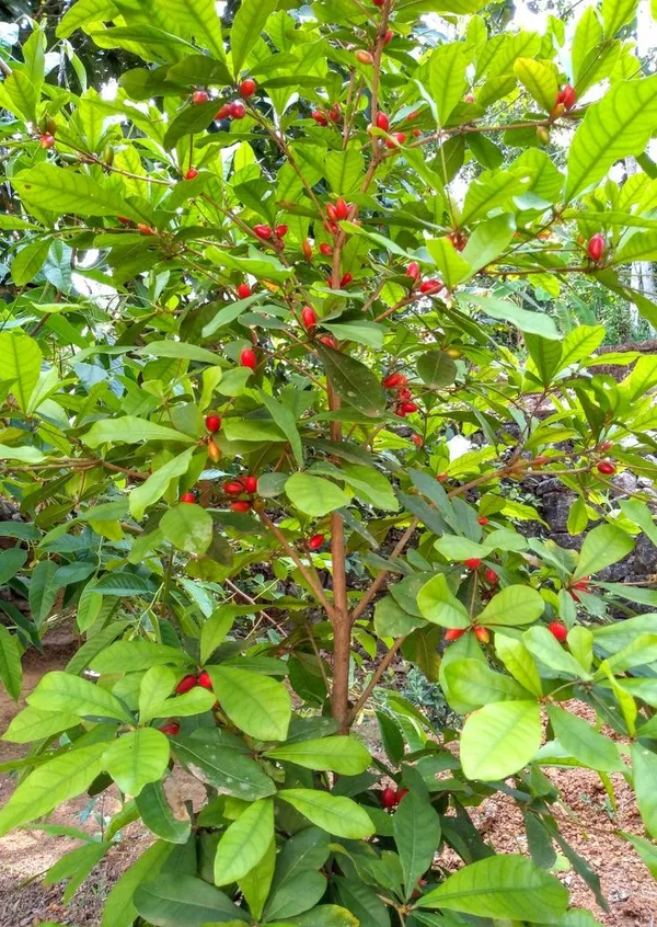 Miracle_Fruit_Plant