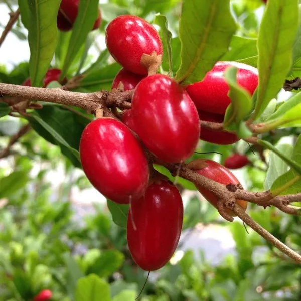 Miracle_Fruit_Plant
