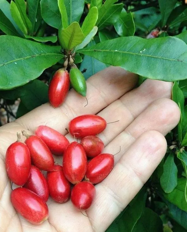 Miracle_Fruit_Plant