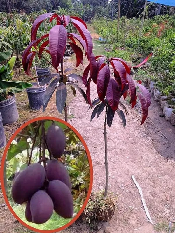 Black_Stone_Mango_Plant_(Hybrid_And_Grafted)