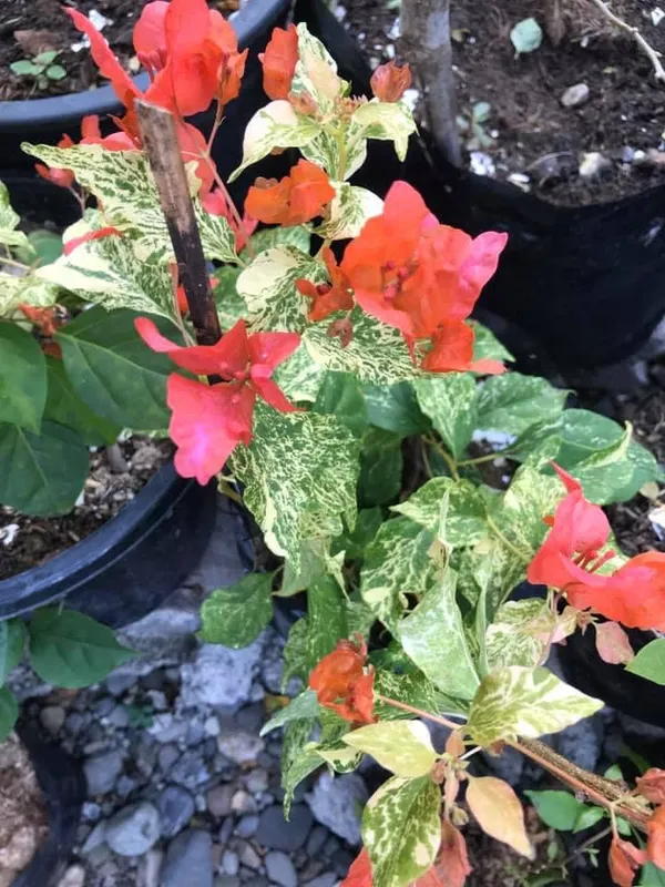 Tiger_Marbel_Orange_Bougainvillea_Plant_For_Gardening