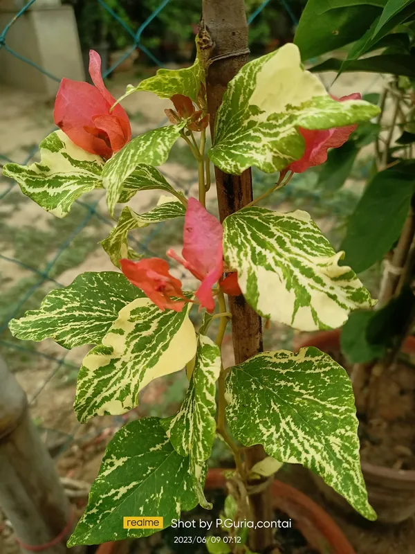 Tiger_Marbel_Orange_Bougainvillea_Plant_For_Gardening