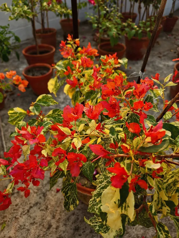 Tiger_Marbel_Orange_Bougainvillea_Plant_For_Gardening