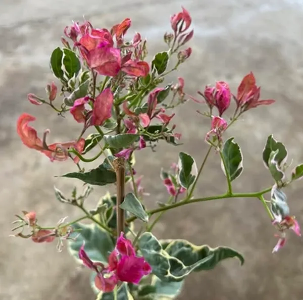 Birdwing_Bougainvillea_Plant_For_Gardening
