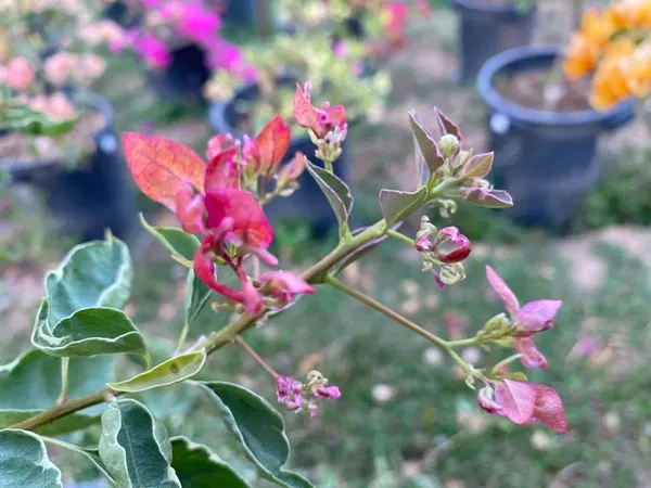 Birdwing_Bougainvillea_Plant_For_Gardening