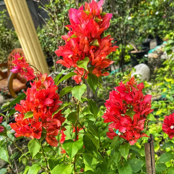 Foxtail_Red_Bougainvillea_Plant_For_Gardening