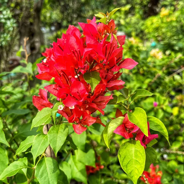 Foxtail_Red_Bougainvillea_Plant_For_Gardening
