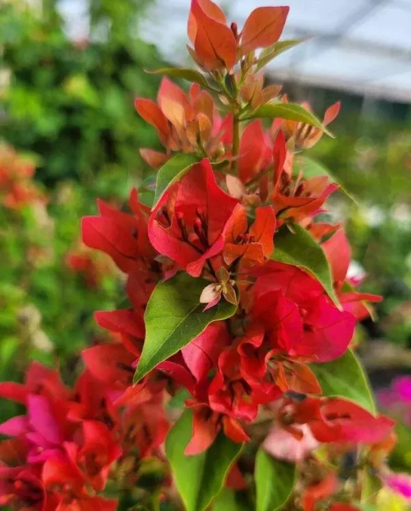 Foxtail_Red_Bougainvillea_Plant_For_Gardening