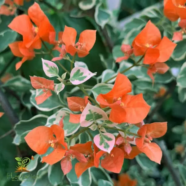 Sunset_Orange_Bougainvillea_Plant_For_Gardening