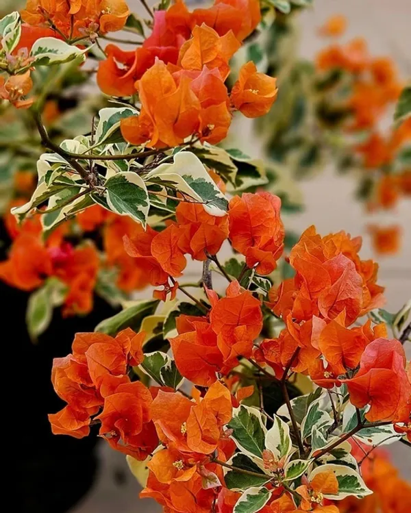 Sunset_Orange_Bougainvillea_Plant_For_Gardening