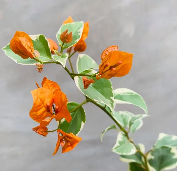 Sunset_Orange_Bougainvillea_Plant_For_Gardening