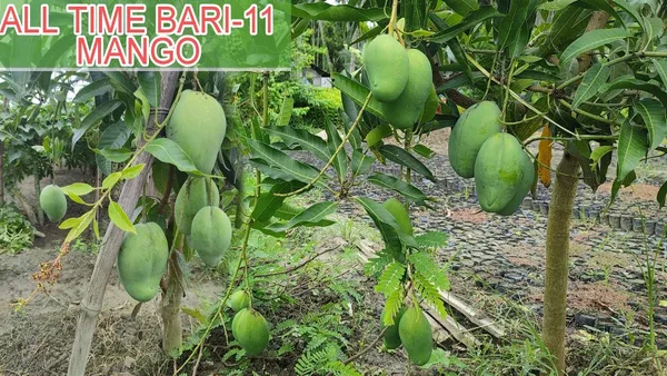 All_Season_Sweet_Bari-11_Mango_Plant