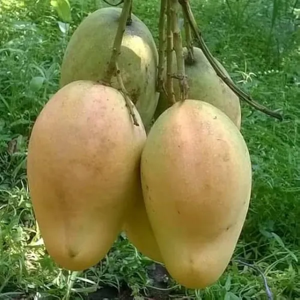 All_Season_Sweet_Bari-11_Mango_Plant