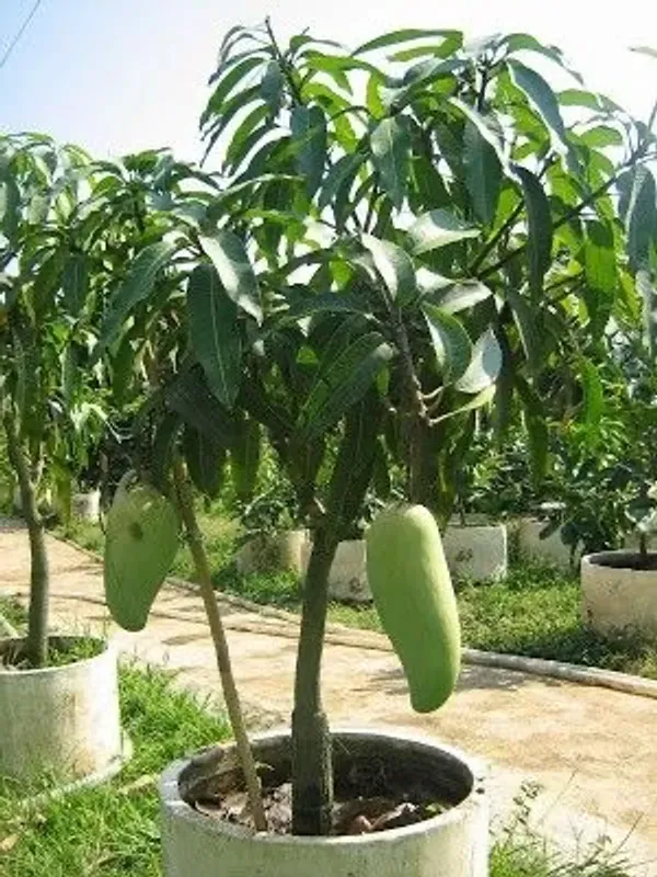 All_Season_Sweet_Bari-11_Mango_Plant