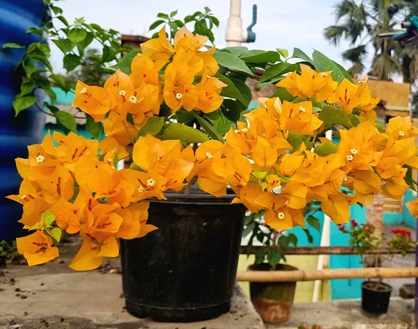 Moonlight_Yellow_Bougainvillea_Plant_For_Gardening