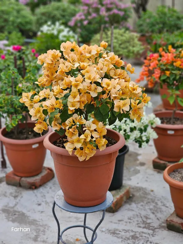 Moonlight_Yellow_Bougainvillea_Plant_For_Gardening