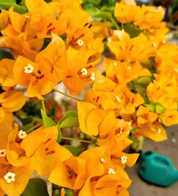 Moonlight_Yellow_Bougainvillea_Plant_For_Gardening