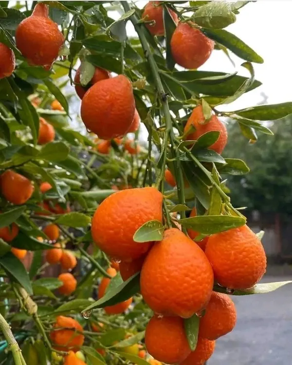 Dekopon_Orange_Plant